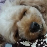 春 (@spring_finish) 's Twitter Profile