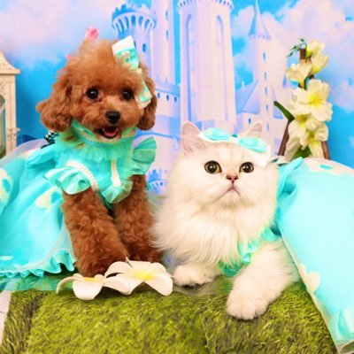 ローズ(マイクロティーカッププードル1.4キロ🐩)&マリー(ペルシャチンチラシルバー2キロ🐈)もうすぐ2歳　ガールズの日常 𖧧