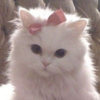 gwen🧚🏻♀️ (@gwnpriv) 's Twitter Profile