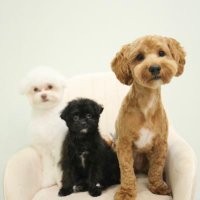 齊藤一樹@web広告代理店 (@adsource_jp) 's Twitter Profile