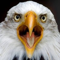 Don Stokley 🇺🇸 (@donstokley1776) 's Twitter Profile