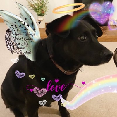 Adopted from Dogs Trust at 6 weeks… went 🌈 at 14 years 11 months on the 29th Dec 2023 …Admiral Abby in #ZSHQ #ZZST Bruv Sprite🐴 🌈 5/4/2018 ..❤️