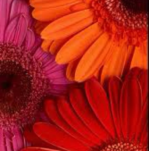 mrsziyad's profile picture. 