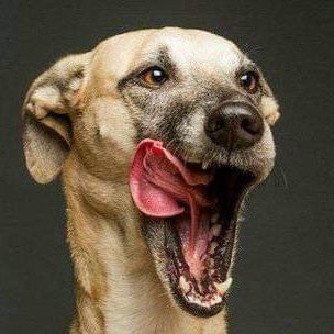 FalikonX's profile picture. 