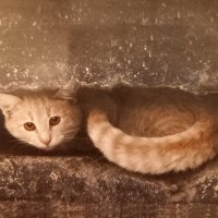 Anna Müller (@annamll21347997) Twitter profile photo