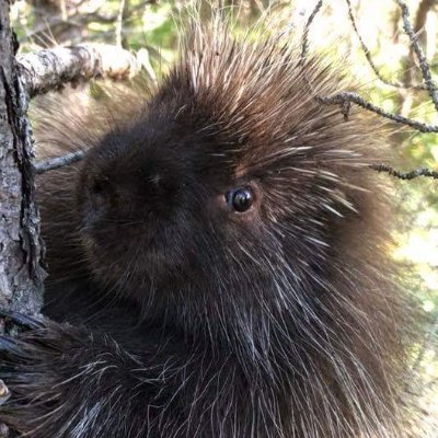 SlinkySkink07's profile picture. furry gayness over 30