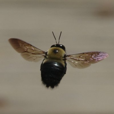 hfabio08's profile picture. 