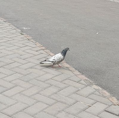 __naan_khatai's profile picture. A walking contradiction