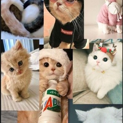 _gozdekara's profile picture. 🇹🇷