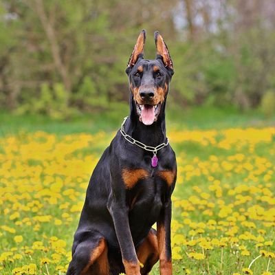 Doberman freaks 😍