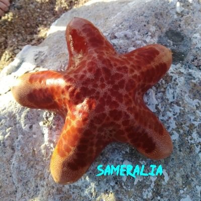 sameralia46 Profile Picture