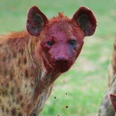Crokuta_2's profile picture. Умен, красив и дьявольски хитер!
