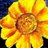 carolinaknitwit's profile image