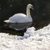 Swan of the South (@MSFC467382) Twitter profile photo