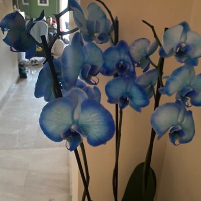 laforo1982's profile picture. 