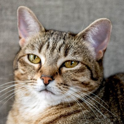 littlenefarious's profile picture. lets do it