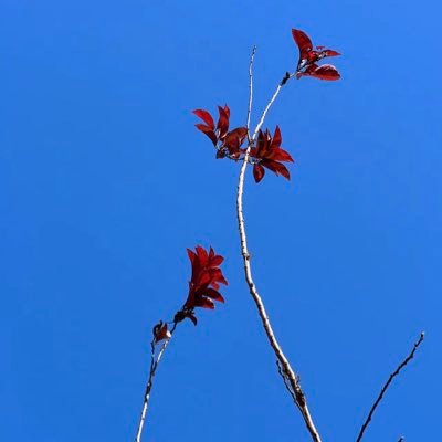 caijing2024's profile picture. reddio