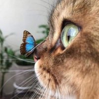 ѕαяα αиgⷬєℓѕѕєn💙✨⚔️🛡️ (@saradelangel22) 's Twitter Profile