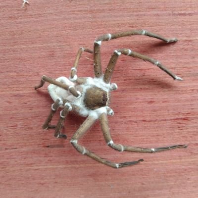 ElJuaquim37091's profile picture. 