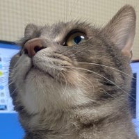 임보 언니 (@imboo5ii) 's Twitter Profile