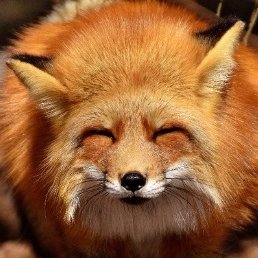 XioN_AltamA's profile picture. KMS / BMS / DJMAX