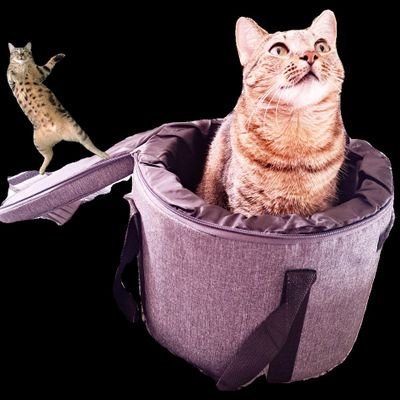 CarolinaMor369's profile picture. Looking for ways to make a world a better place