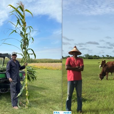 gamoufarms's profile picture. UW depmt of Ag, Corn Eval Program.Crazy about research, building a farm as training center for young Ag and Vet graduates in Mali (west Africa).