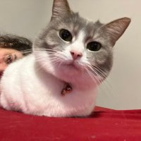 Far Fery👩🏻‍🦱(Cat Lady) 🌞🦁🇮🇱(@Vilgefortz901) 's Twitter Profile Photo
