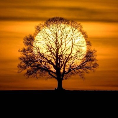 sir_petre's profile picture. 