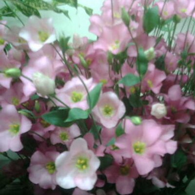 花りぼん岡崎 Makkanimoeta65 Twitter