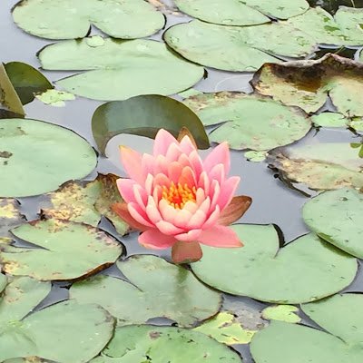 sunflower2024hk's profile picture. 