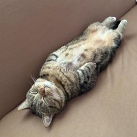 cats being lazy (@catsbeinglazy) 's Twitter Profile