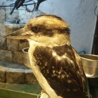 d_kookaburra's profile picture. 