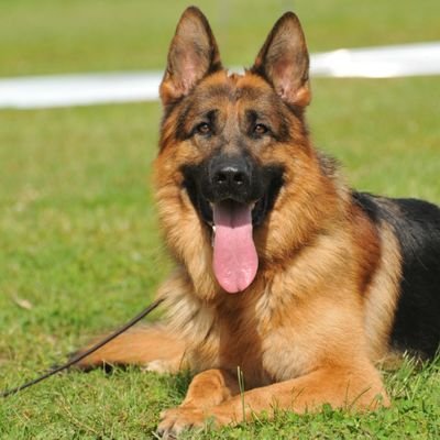 German Shepherd Lover Follow Me