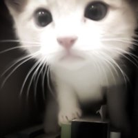 rc (@l__uca127) 's Twitter Profile Photo