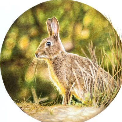 Professional wildlife & pet portrait artist living on the beautiful Dorset coast