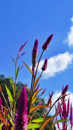 passavee's profile picture. Buddhist