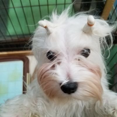 美味しい物グルメ食べるの大好き
犬、猫、馬など動物大好き
アニマルコミュニケーション勉強中です。
今はいませんがスコティッシュフォールドの猫ちゃん飼っていました。
生前の可愛い子達を載せていきたいです。
美味しい物食べる事大好きなので食べ物、グルメも載せていきたいです。