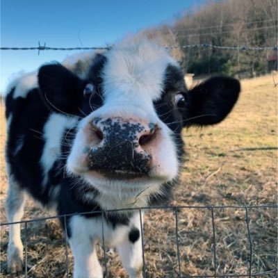 RachWritesCode's profile picture. 