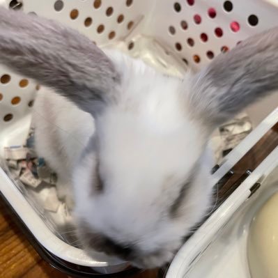 しゃふꪔ̤さんのプロフィール画像