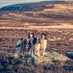 Gaibheach Gundogs (@ggundogs) Twitter profile photo Gaibheach Gundogs (@ggundogs) Twitter profile photo