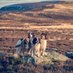 Gaibheach Gundogs (@GGundogs) Twitter profile photo