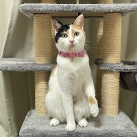 はるりらりん (@mi5haruran) Twitter profile photo