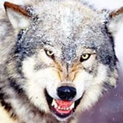 GrayWolvestr Profile Picture