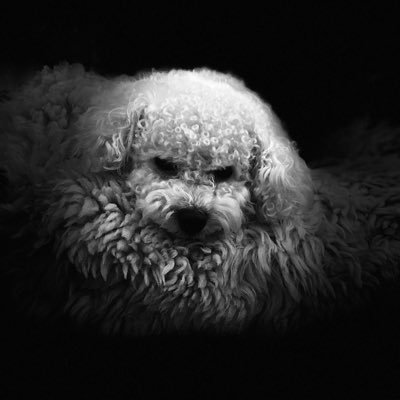 teacupdoodles22's profile picture. 