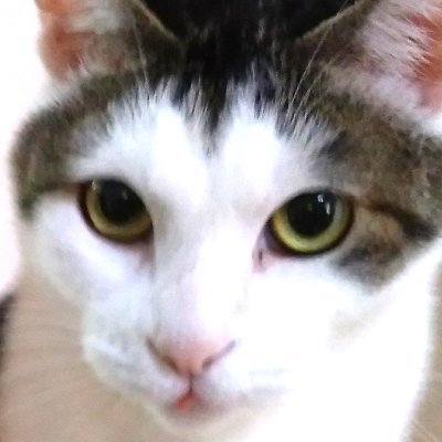 a335hjk's profile picture. やつらに憲法は触らせない。新自由主義はいらない。 #肉球新党　#本当は寝ていたい　 歴史　モーターサイクル　怪談　も
DMは見ません