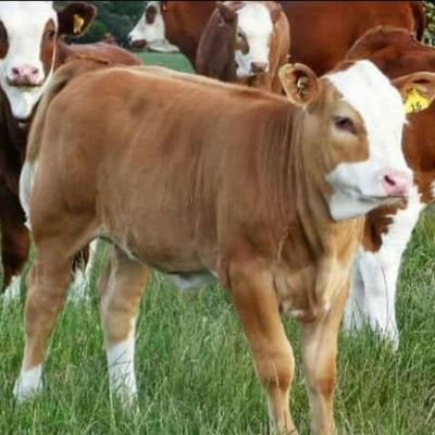 Umunyamutara's profile picture. Live for others