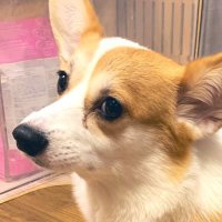 ๐ถใใใใกใใ๐ (@soltydogame) 's Twitter Profile