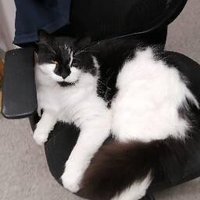 Ginger (@chantalmainvil2) 's Twitter Profile Photo