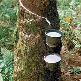 Share my views on price and trend on all grades of Indian Natural Rubber/welcomes all to post about natural rubber. The views expressed on this post are mine